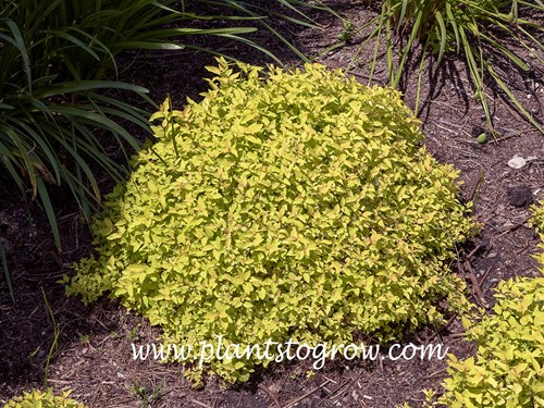 Lemon Princess Spirea (Spiraea japonica)